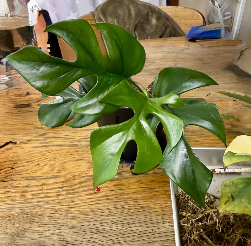 ラフィドフォラ・テトラスペルマ"パラゴン"