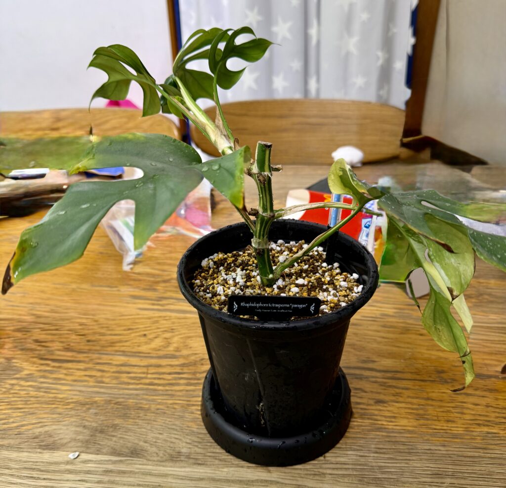 ラフィドフォラ・テトラスペルマ"パラゴン"