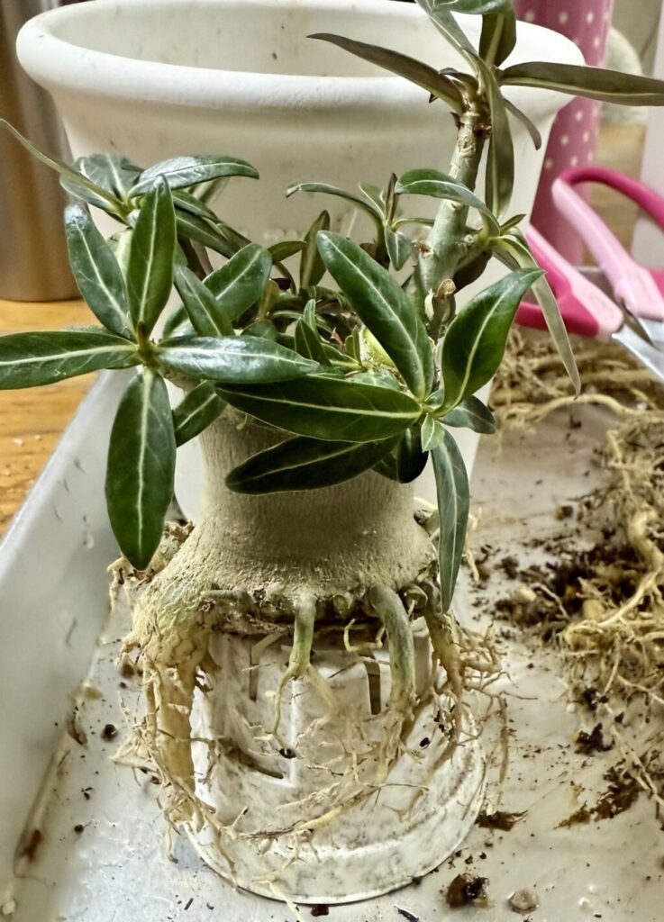 アデニウム・オベスム