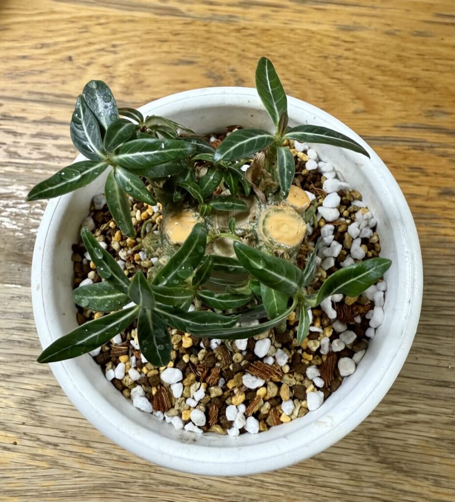 アデニウム・オベスム