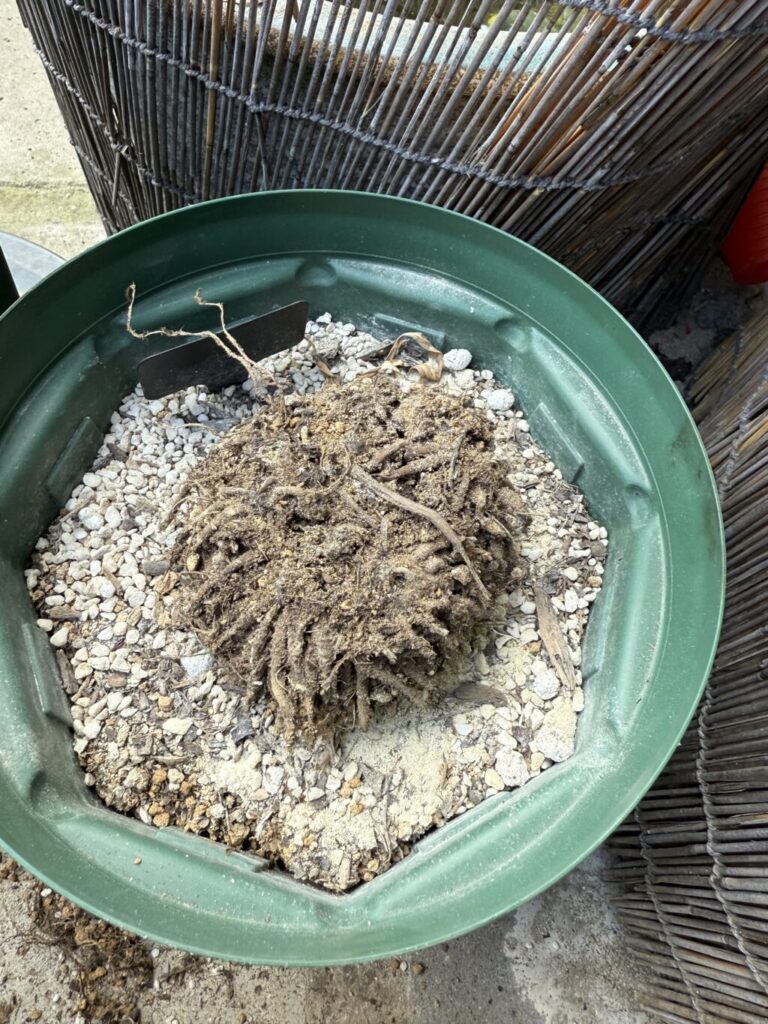 ラナンキュラスラックス