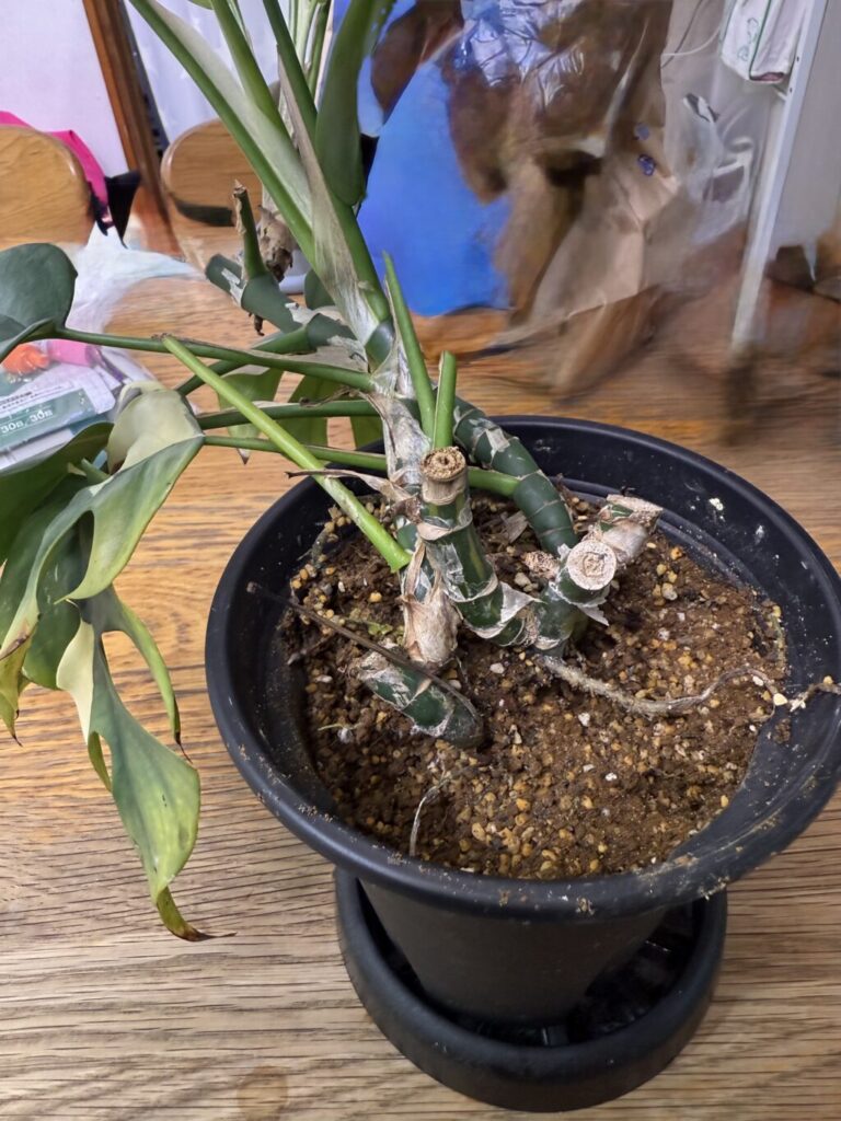 ラフィドフォラ・テトラスペルマ"パラゴン"