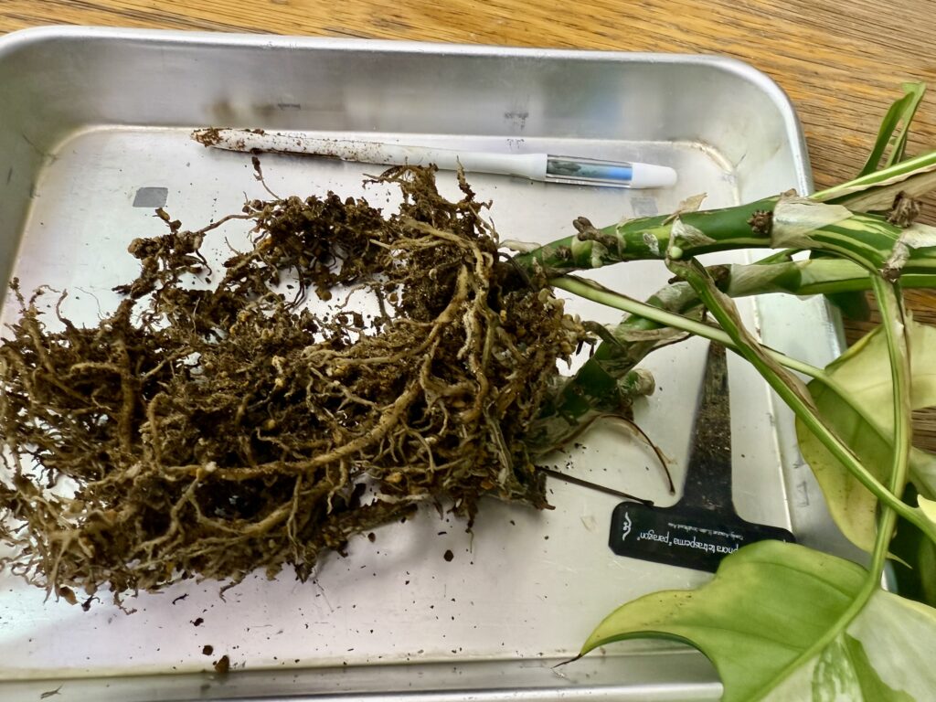 ラフィドフォラ・テトラスペルマ"パラゴン"