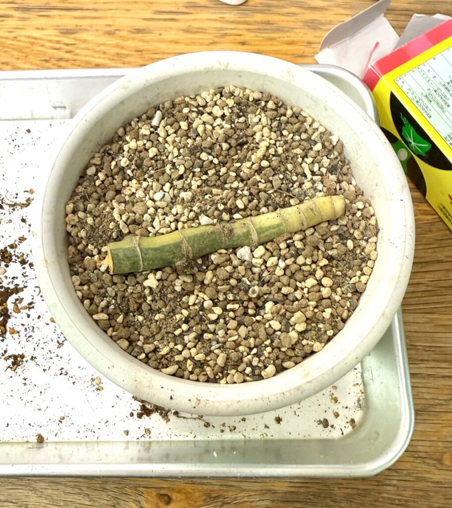 ラフィドフォラ・テトラスペルマ"パラゴン"