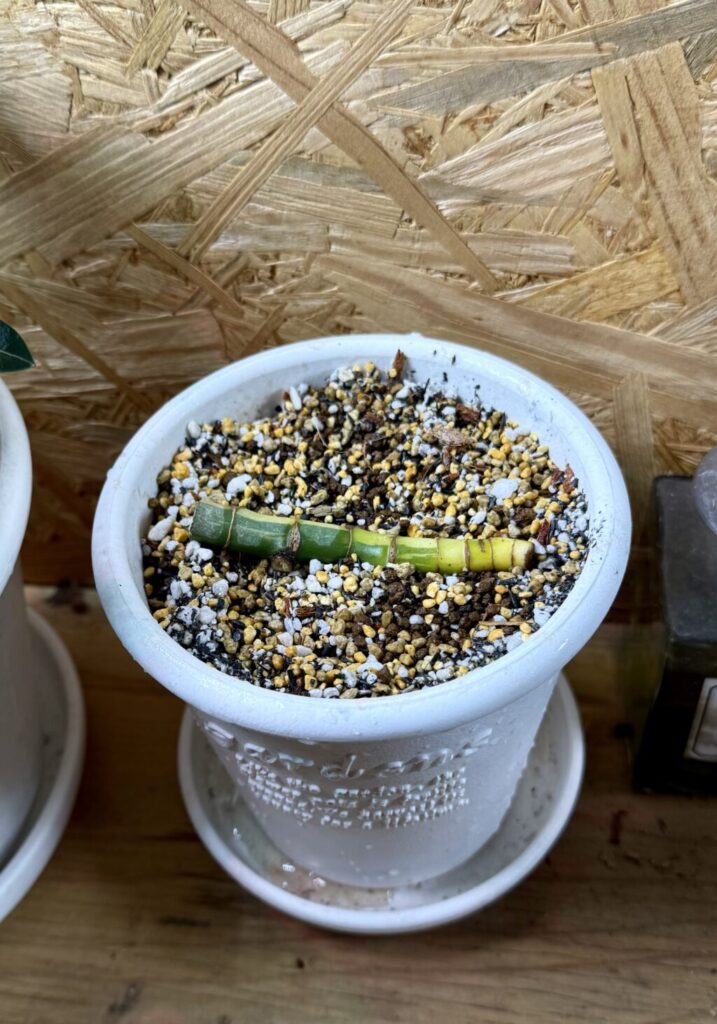 ラフィドフォラ・テトラスペルマ"パラゴン"