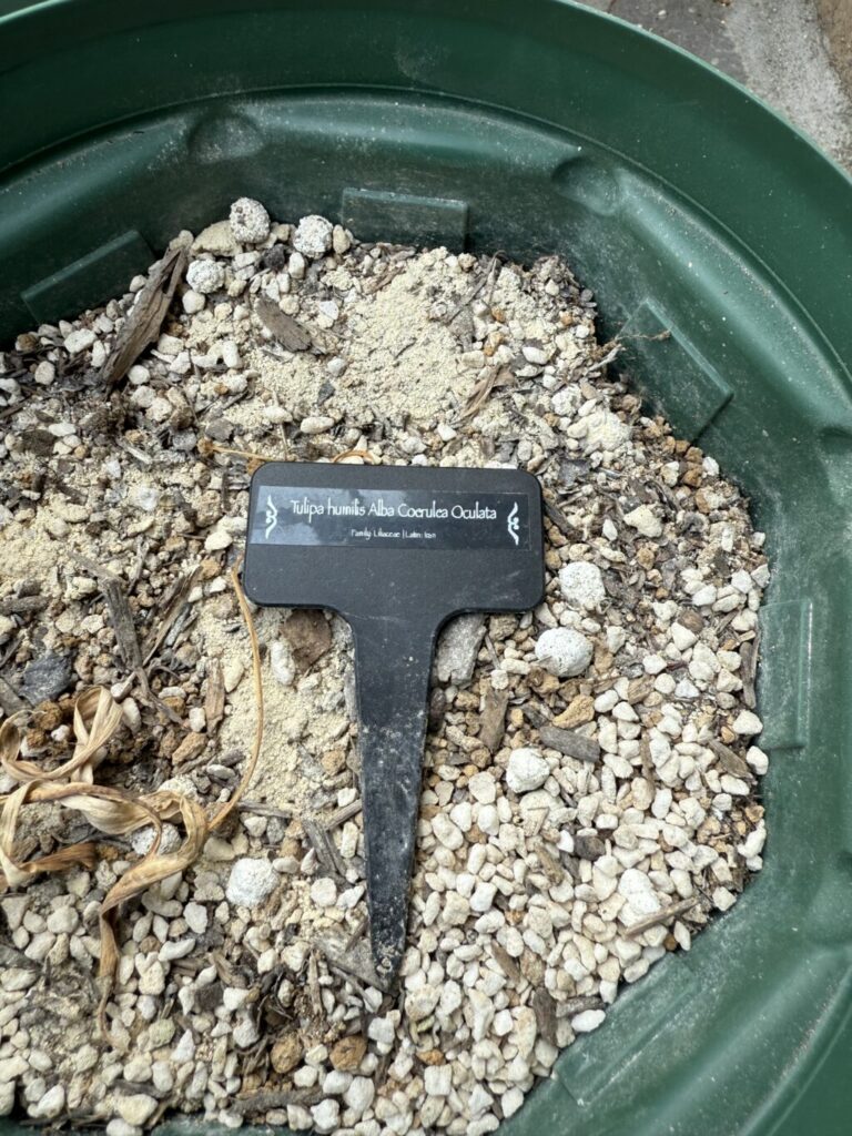 アルバコエルレア・オクラータ