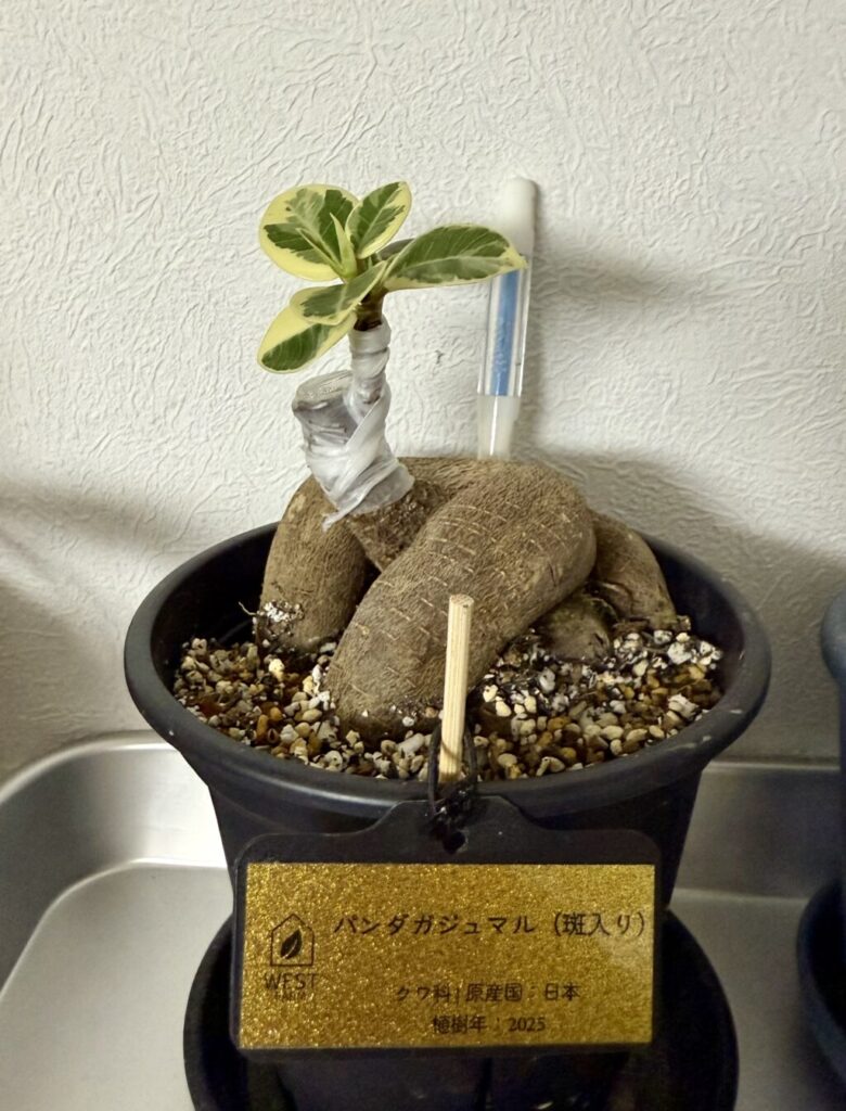 斑入りパンダガジュマル