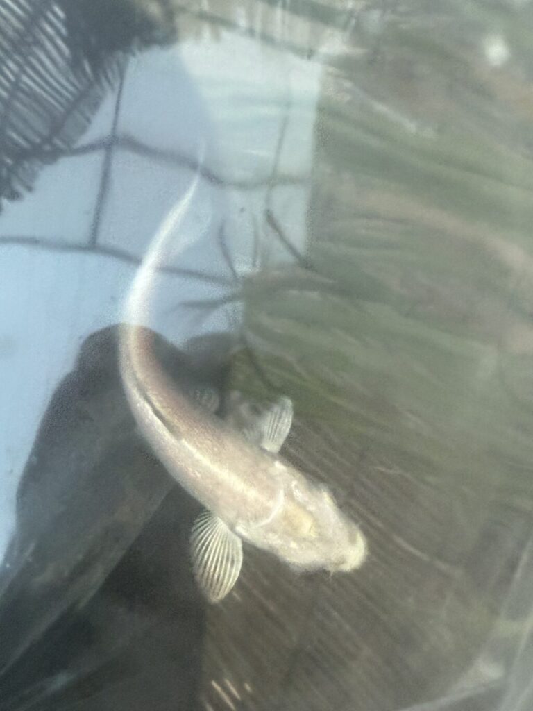 錦鯉