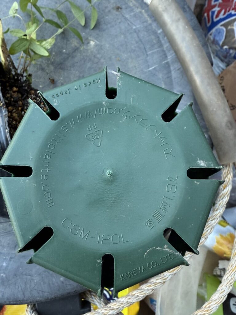 クレマチス・コアクチリス