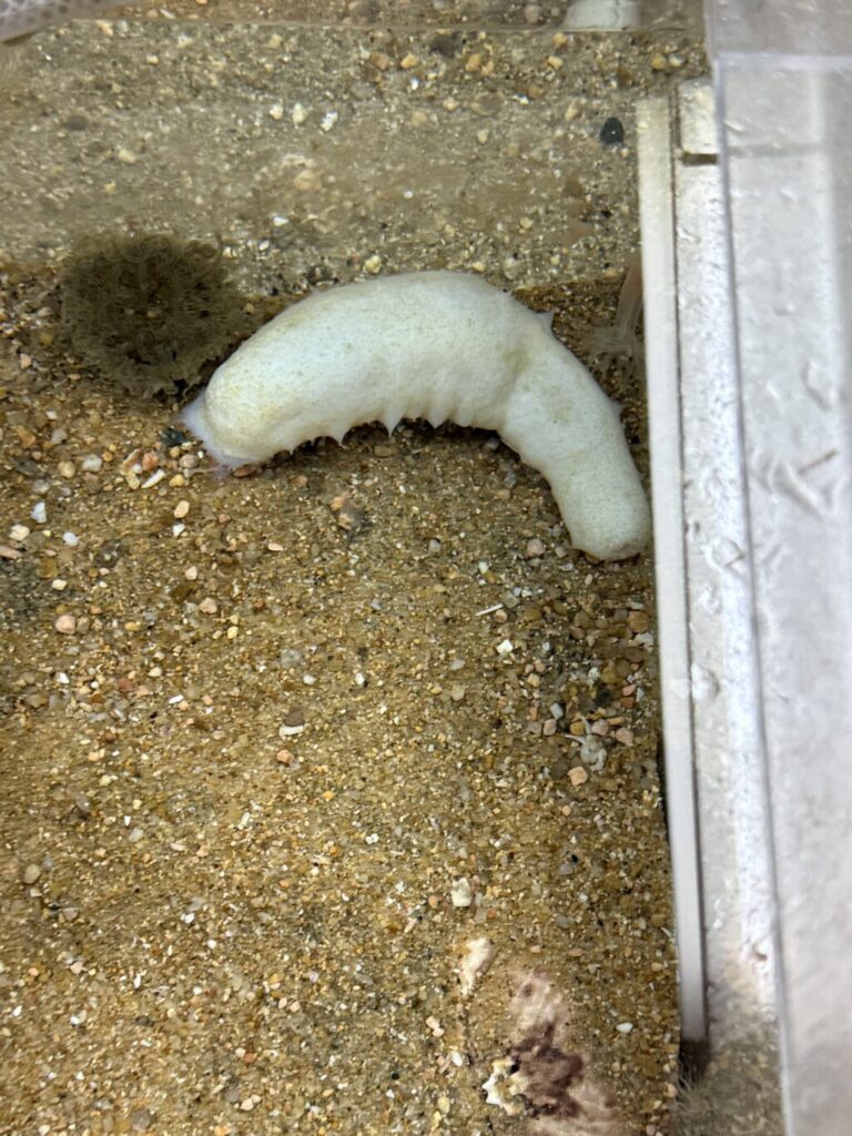 渋川マリン水族館