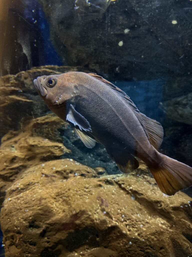 渋川マリン水族館