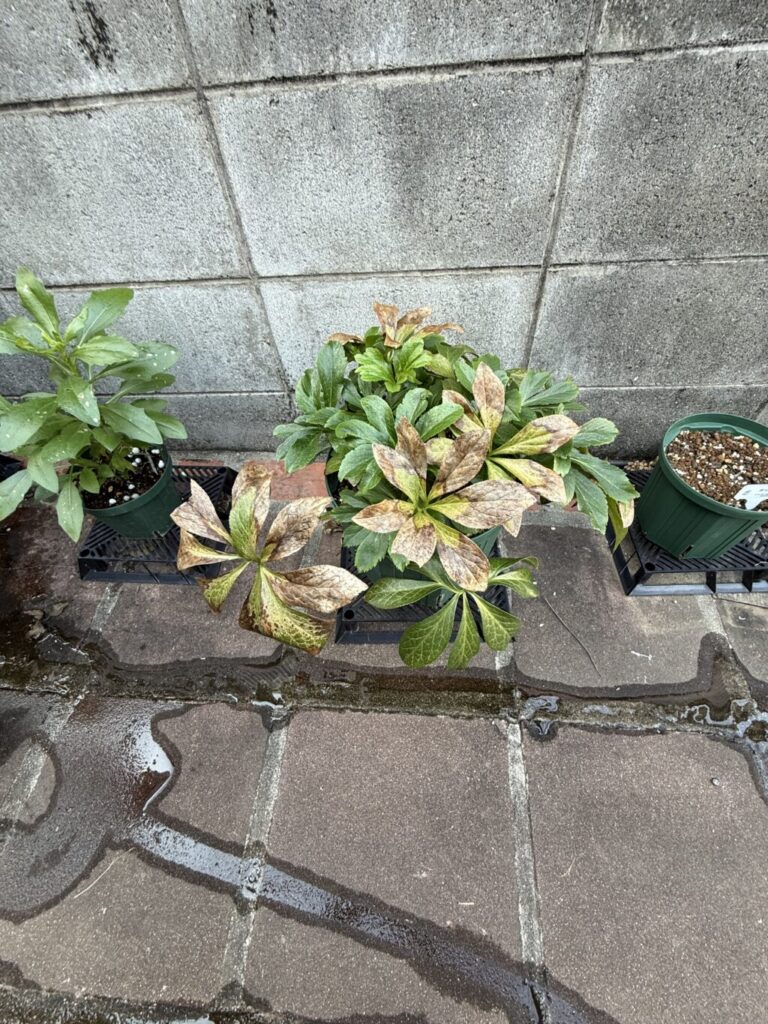 クリスマスローズ・ダブルブラック