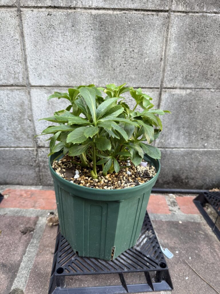 クリスマスローズ・ダブルブラック