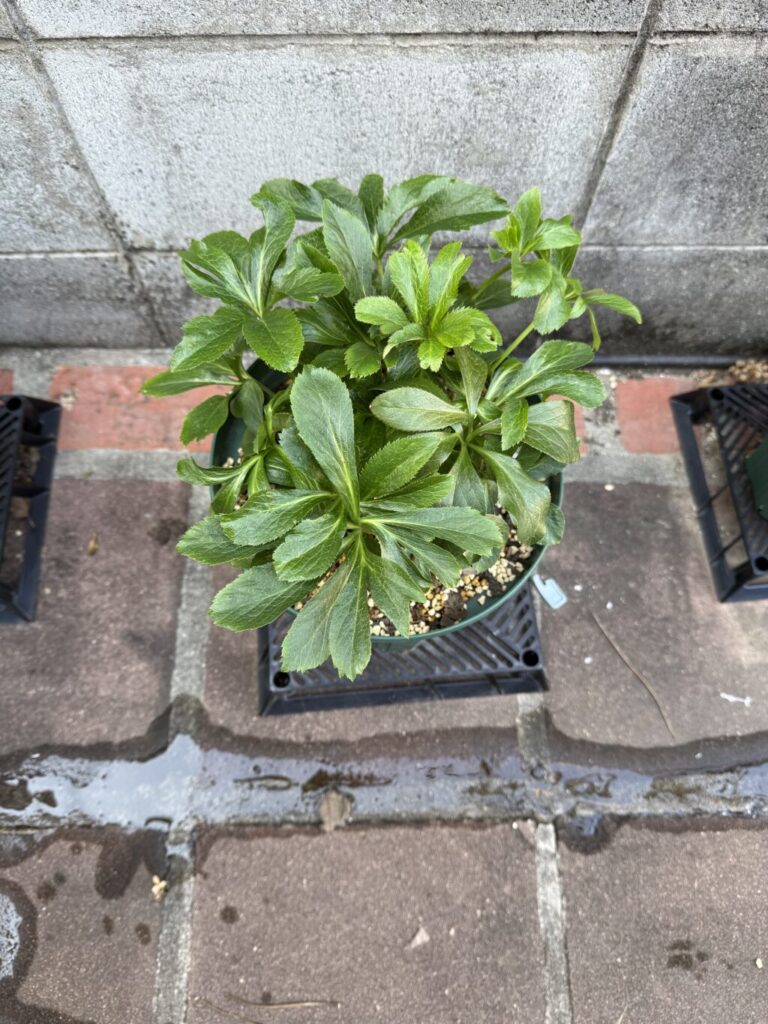 クリスマスローズ・ダブルブラック