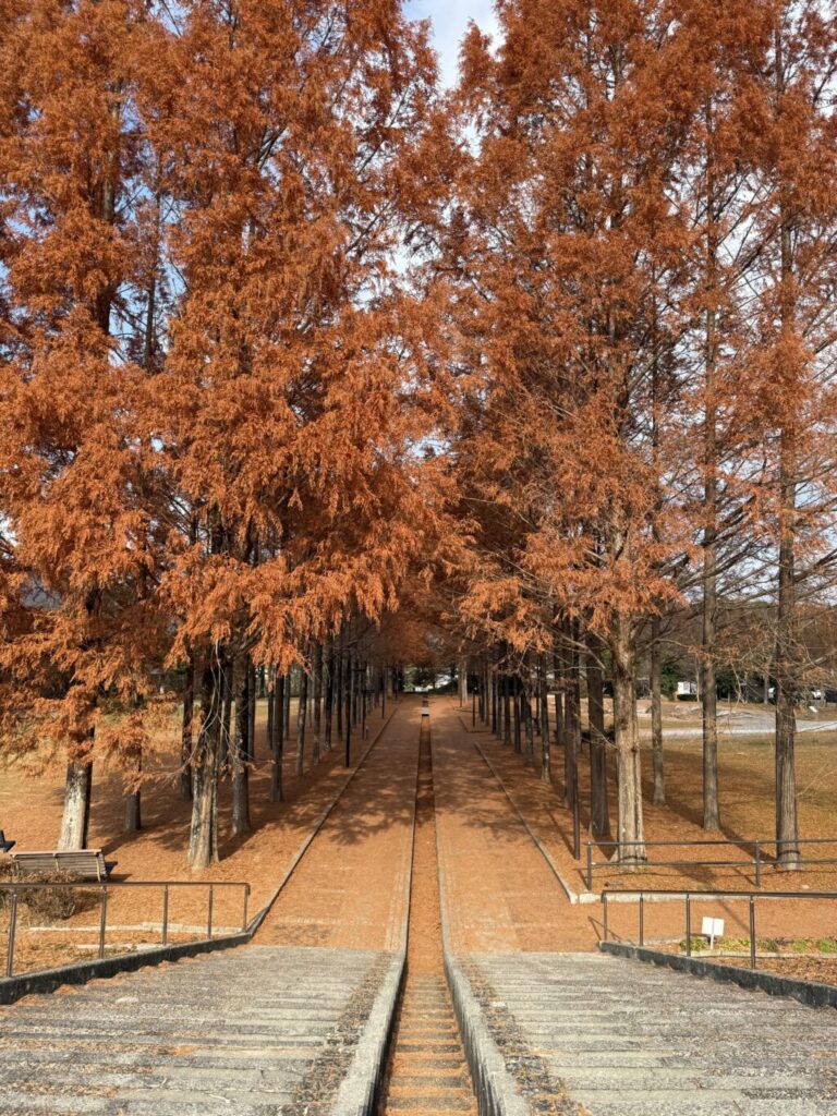 メタセコイヤ並木