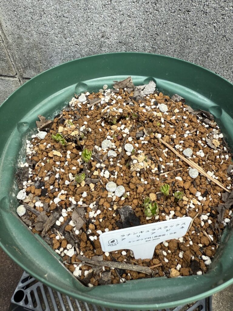 ラナンキュラスラックス・アリアドネ