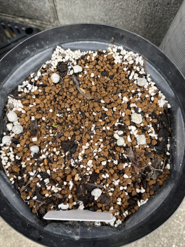 ラナンキュラスラックス・ウラノス