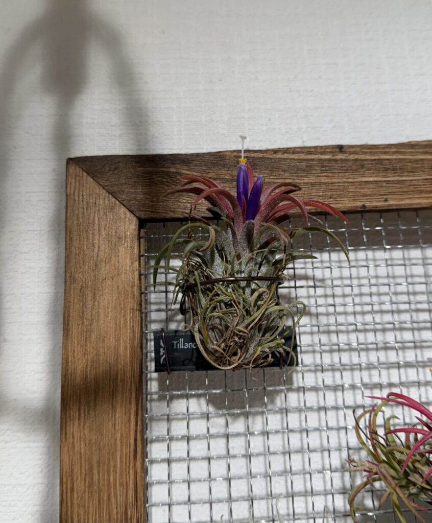 イオナンタ・ドルイド