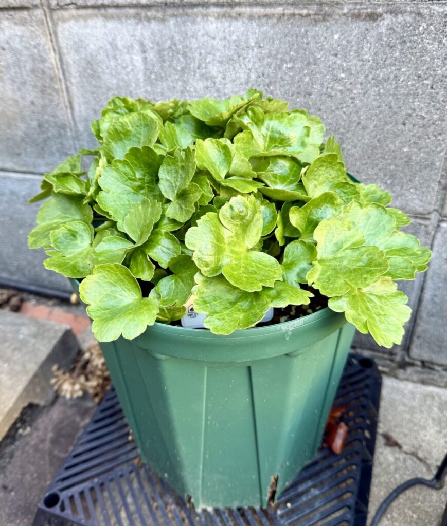 ラナンキュラスラックス・アリアドネ