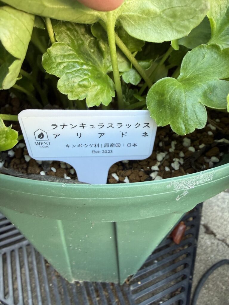 ラナンキュラスラックス・アリアドネ