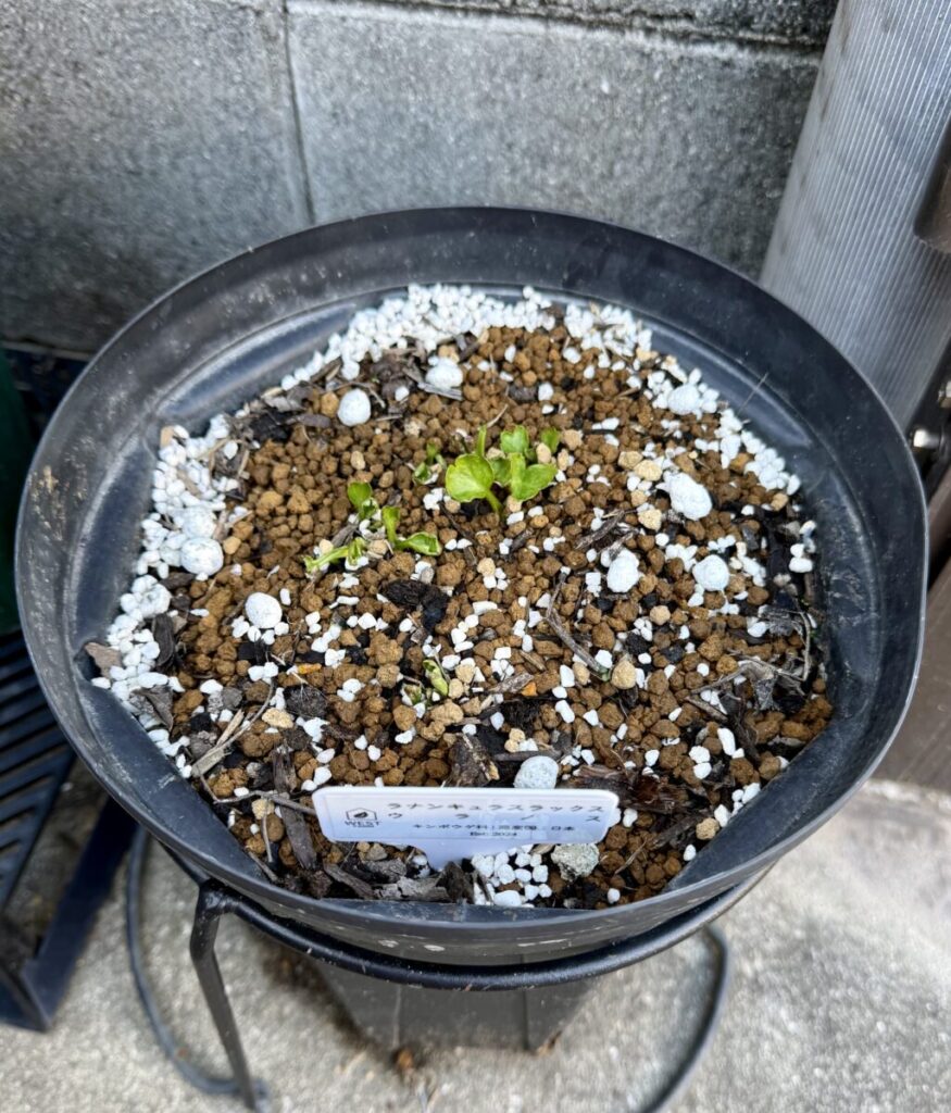 ラナンキュラスラックス・ウラノス