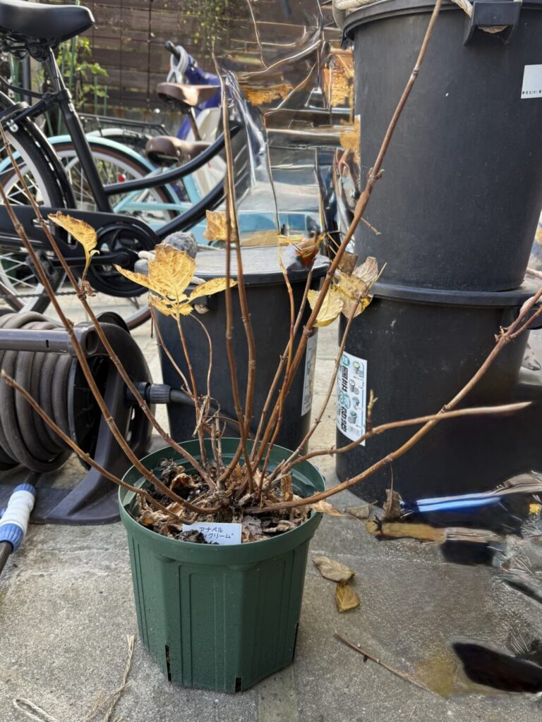 アジサイ・アナベル