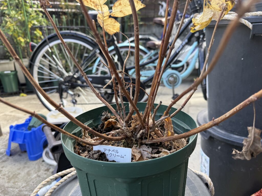 アジサイ・アナベル