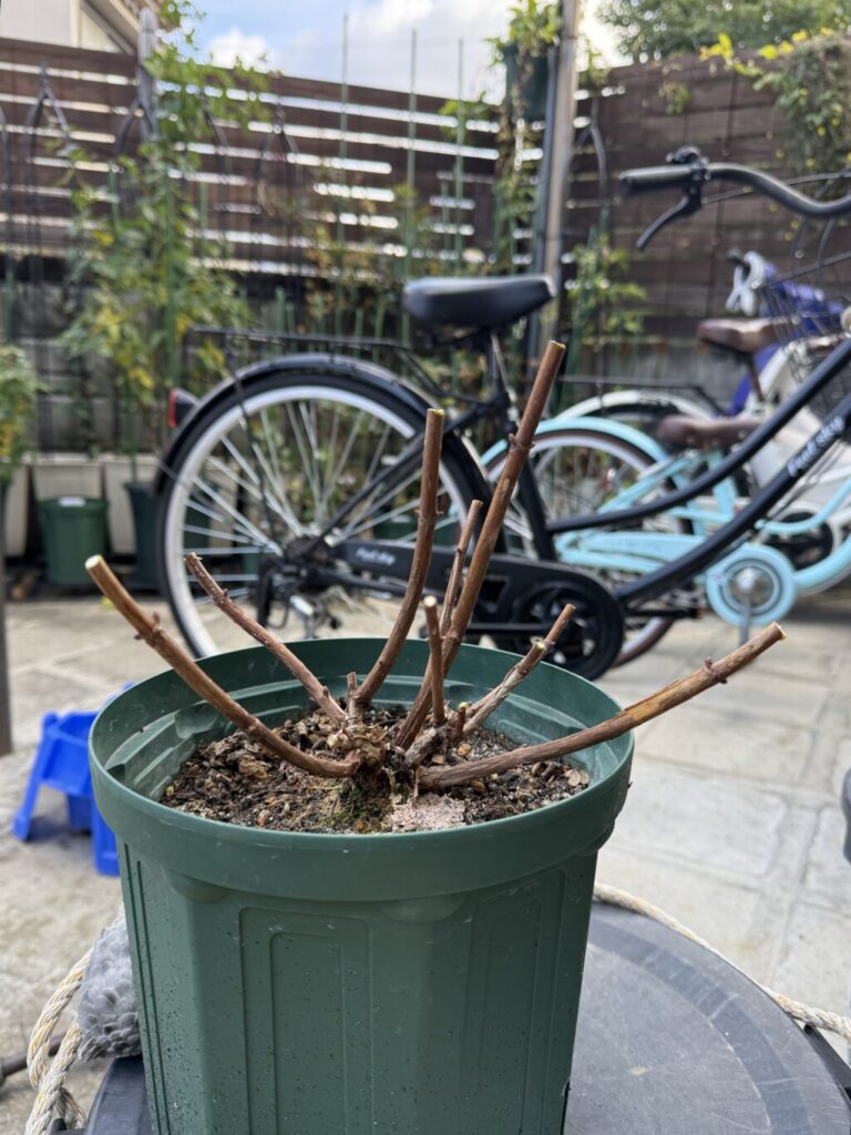 アジサイ・アナベル