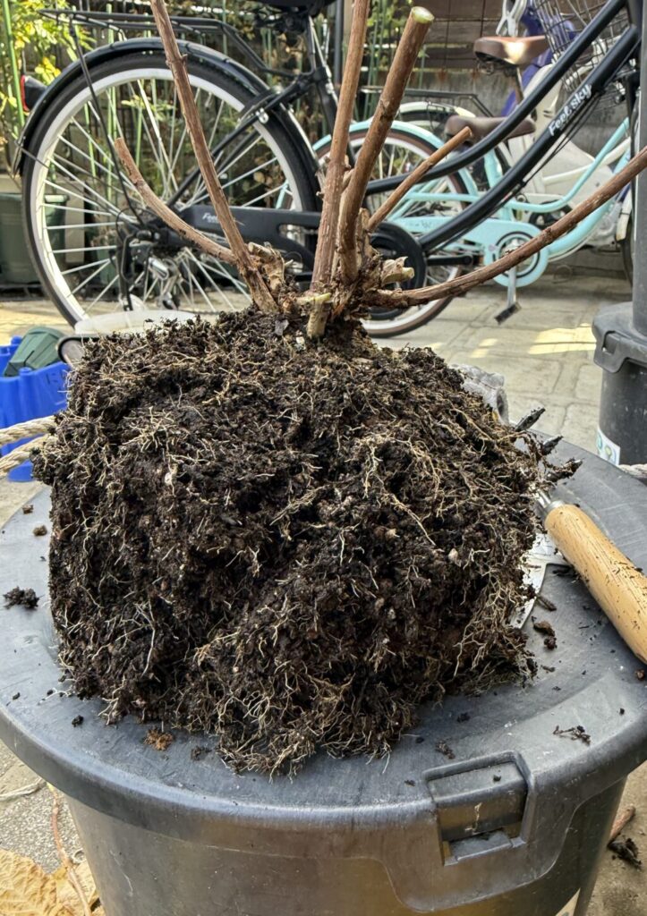 アジサイ・アナベル