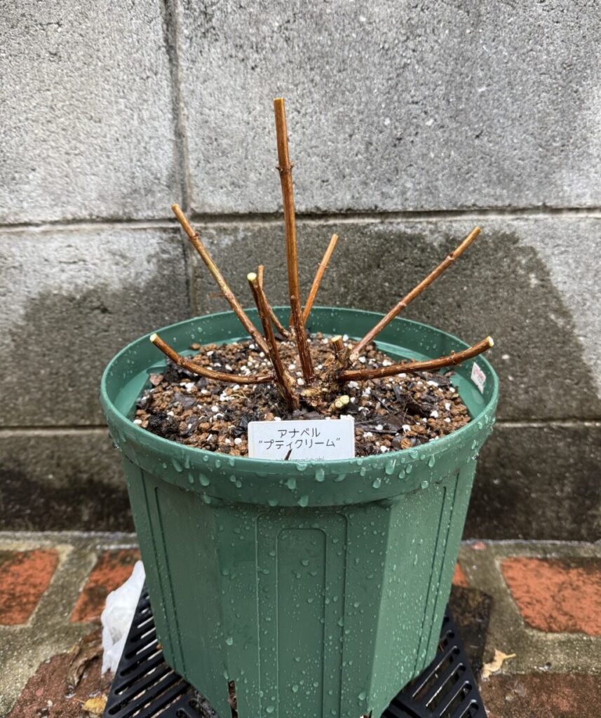 アジサイ・アナベル