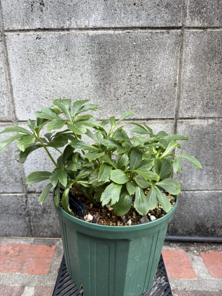 クリスマスローズ