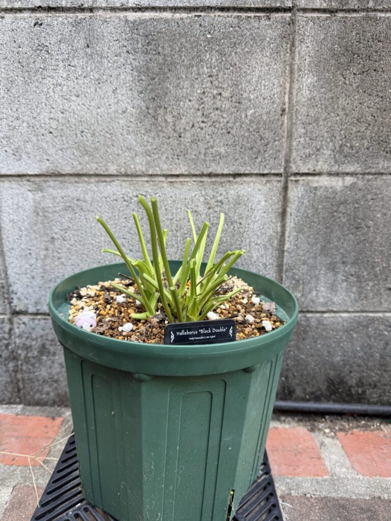 クリスマスローズ