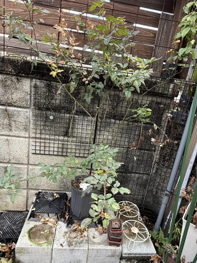 バラ・シルクロード