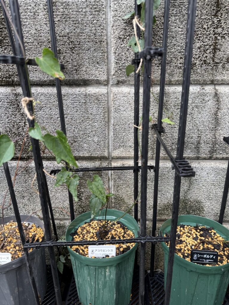 アコウエンシス