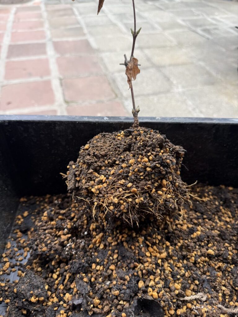 フェアリーブルー