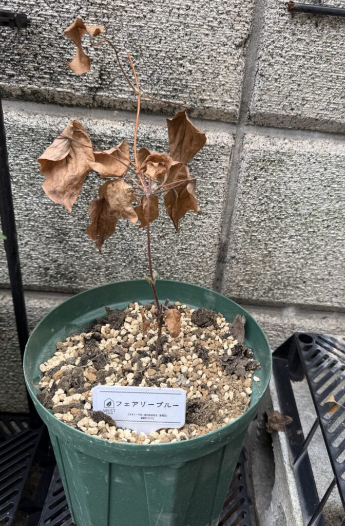 フェアリーブルー