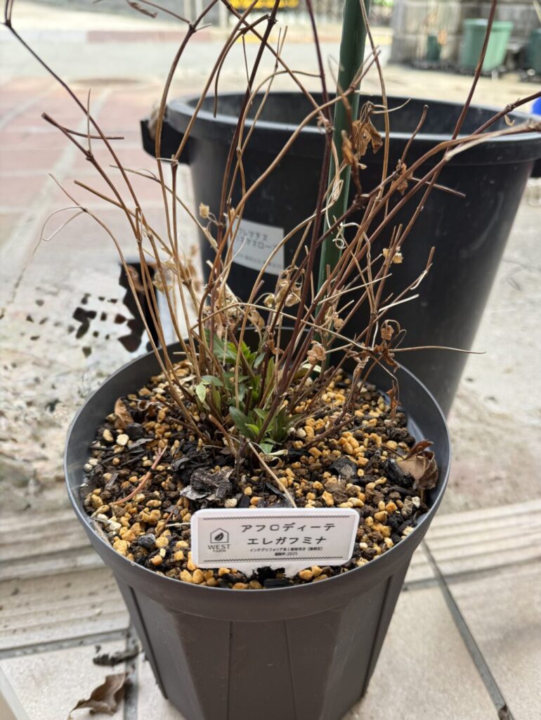 アフロディーテ・エレガフミナ