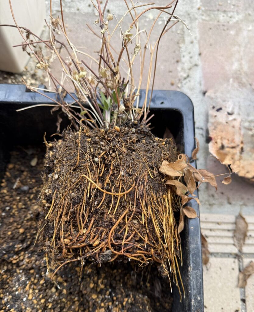 アフロディーテ・エレガフミナ