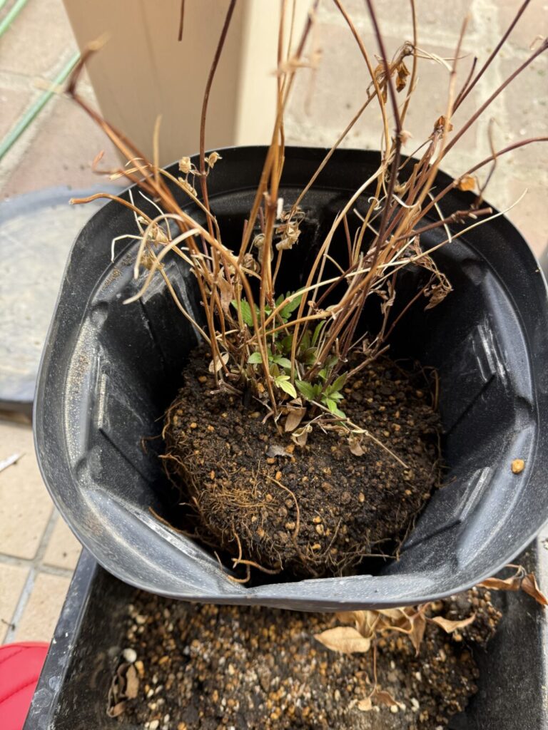 アフロディーテ・エレガフミナ