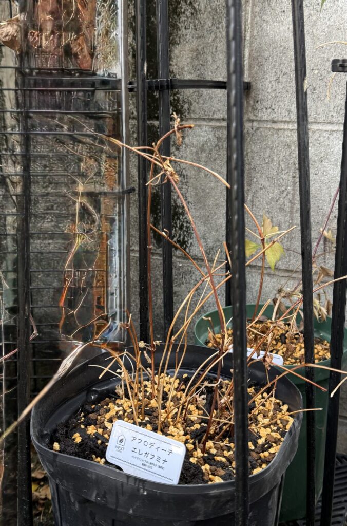 アフロディーテ・エレガフミナ