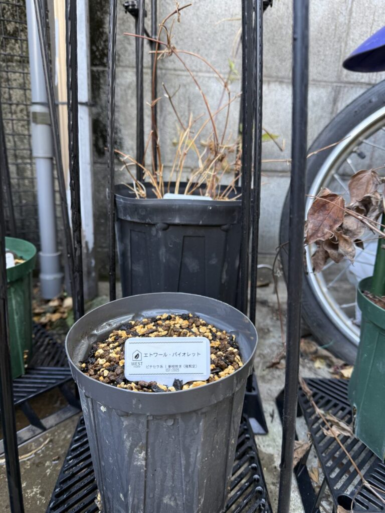 エトワールバイオレット