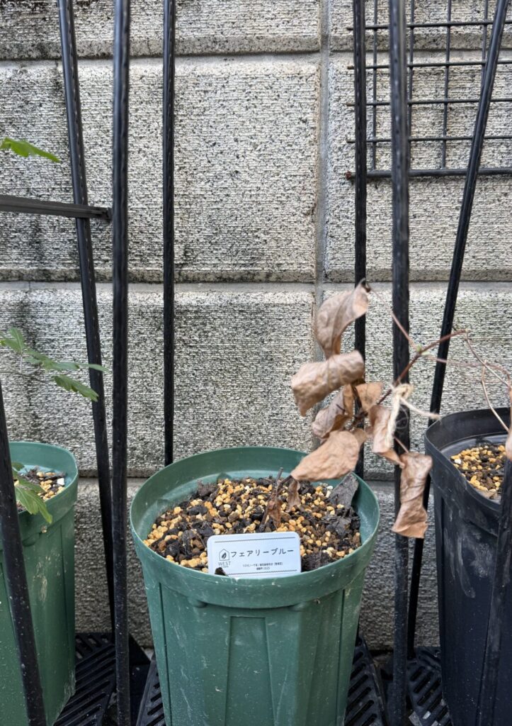 フェアリーブルー