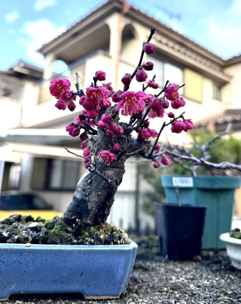 紅梅