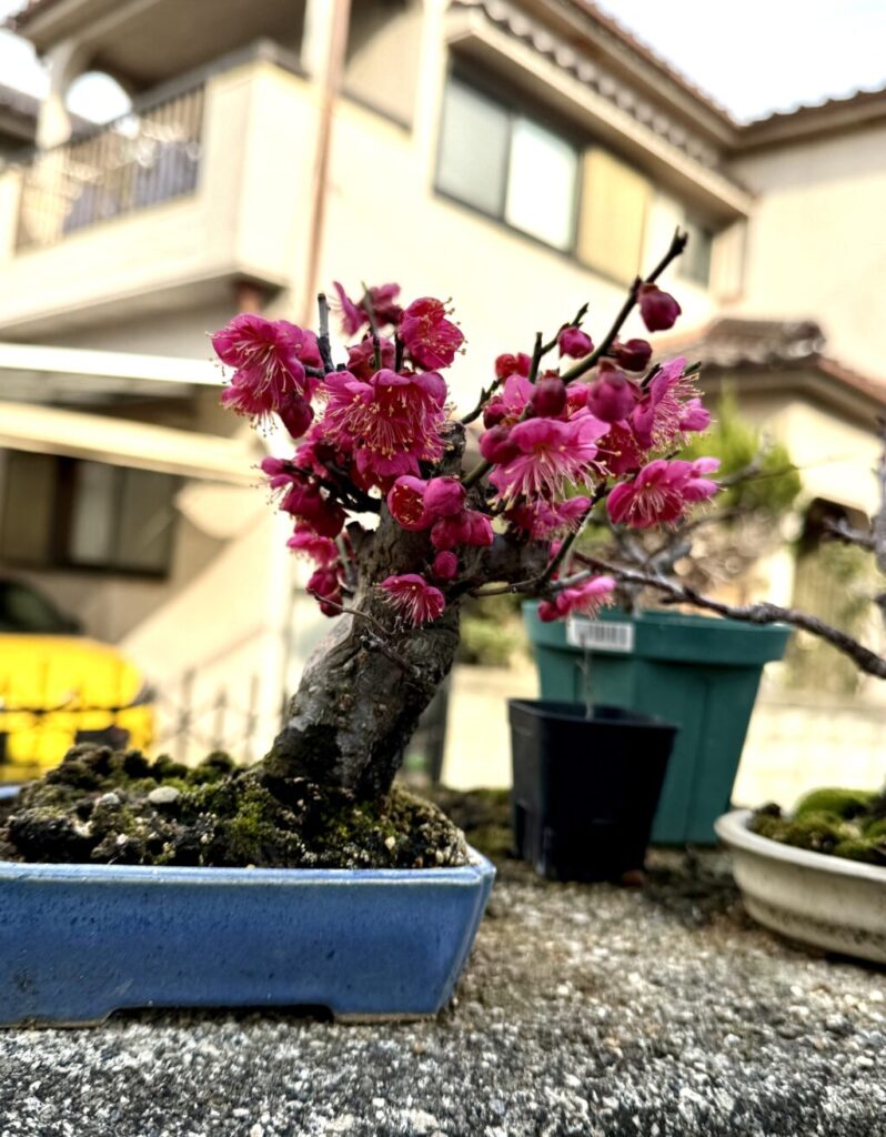 紅梅