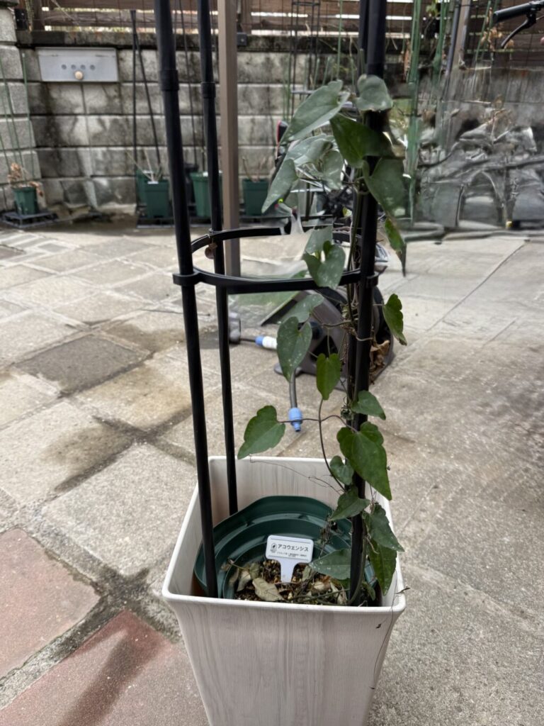 アコウエンシス