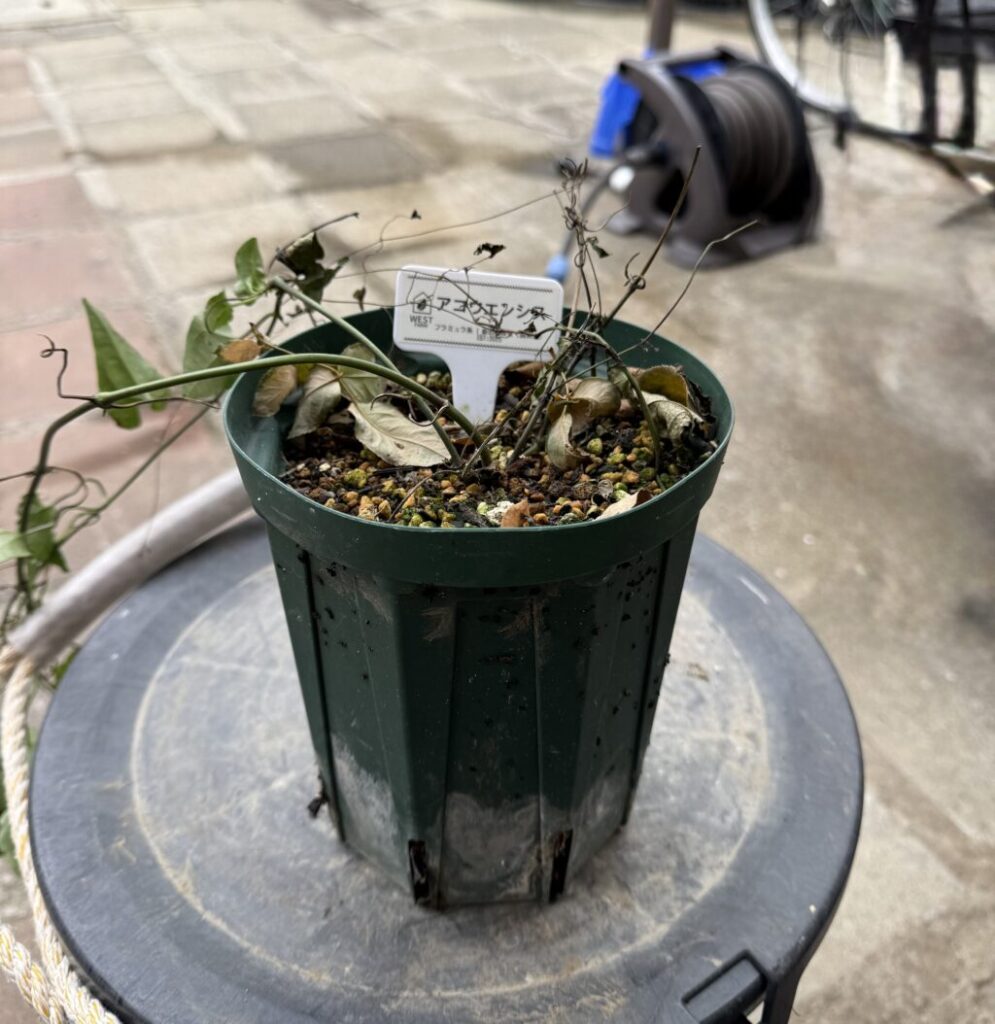 アコウエンシス