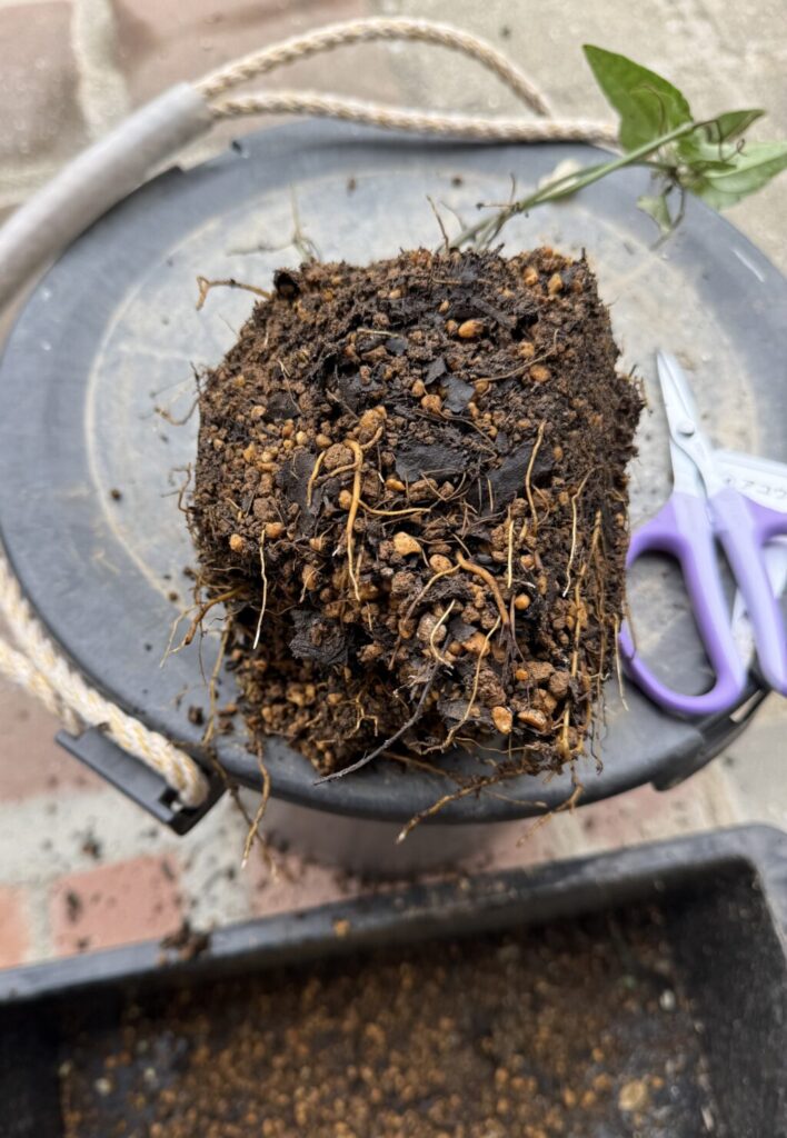 アコウエンシス