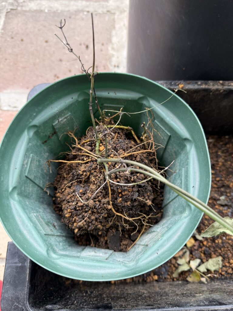 アコウエンシス