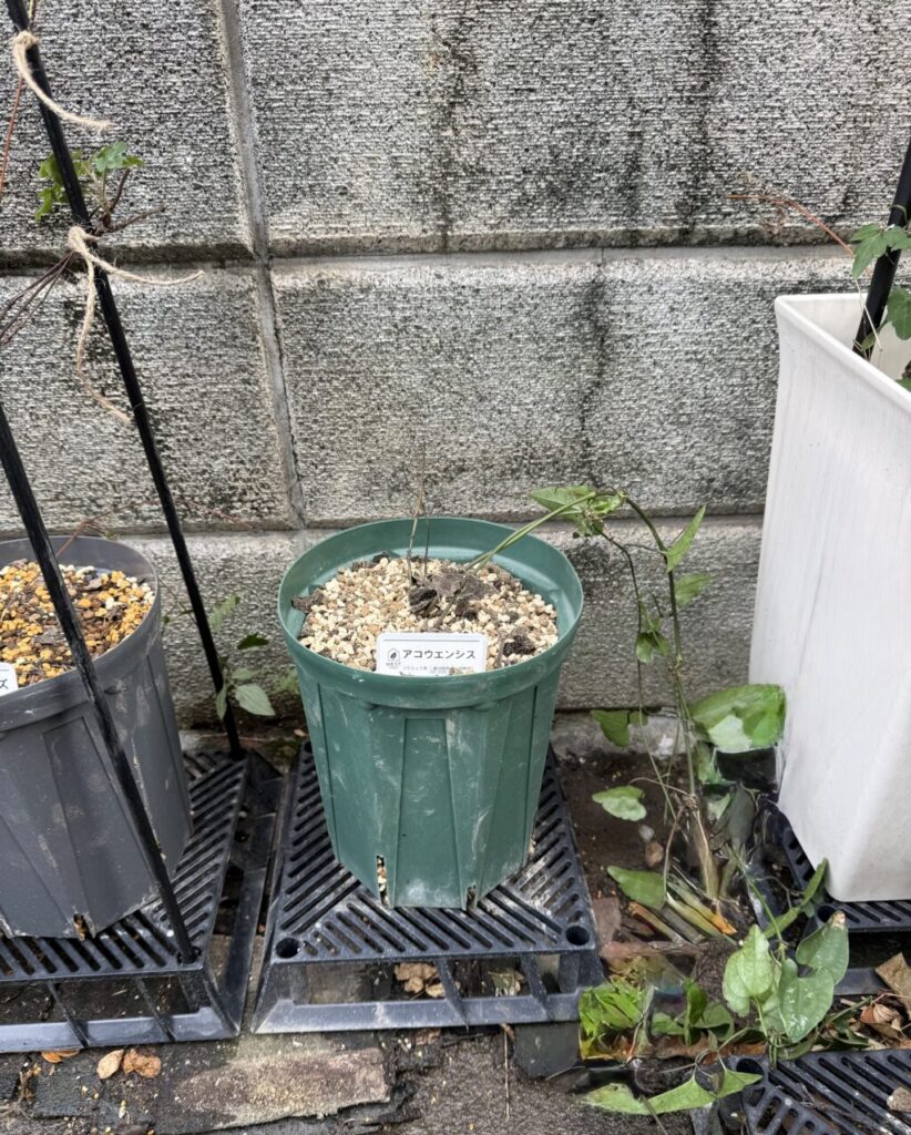 アコウエンシス