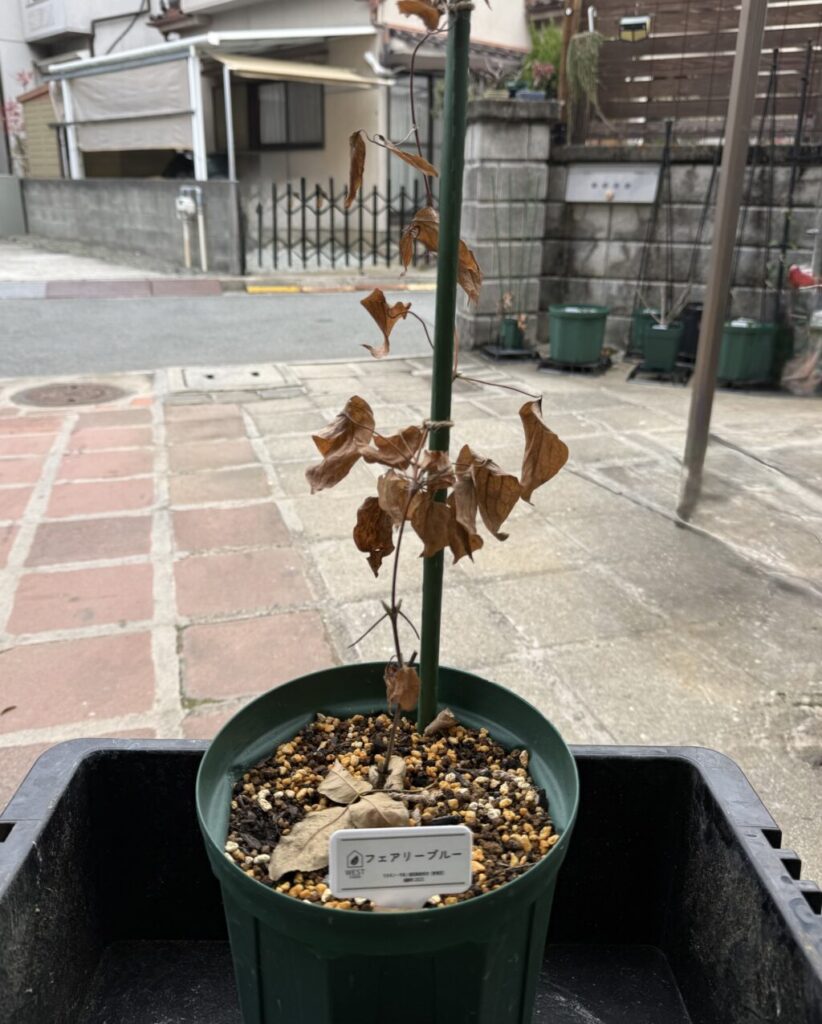 フェアリーブルー